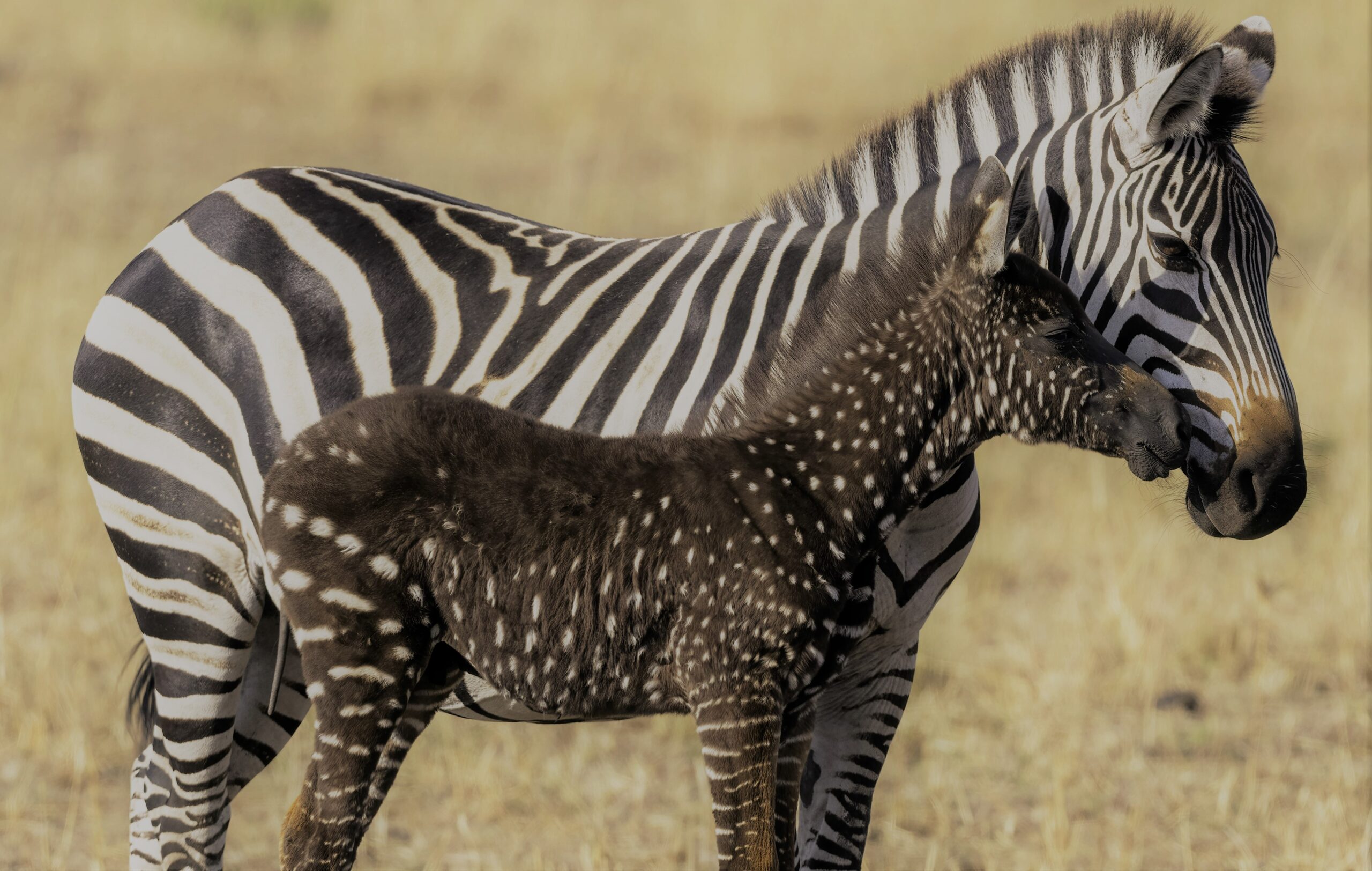 A Polka Dot Zebra and the New Moon in Aquarius